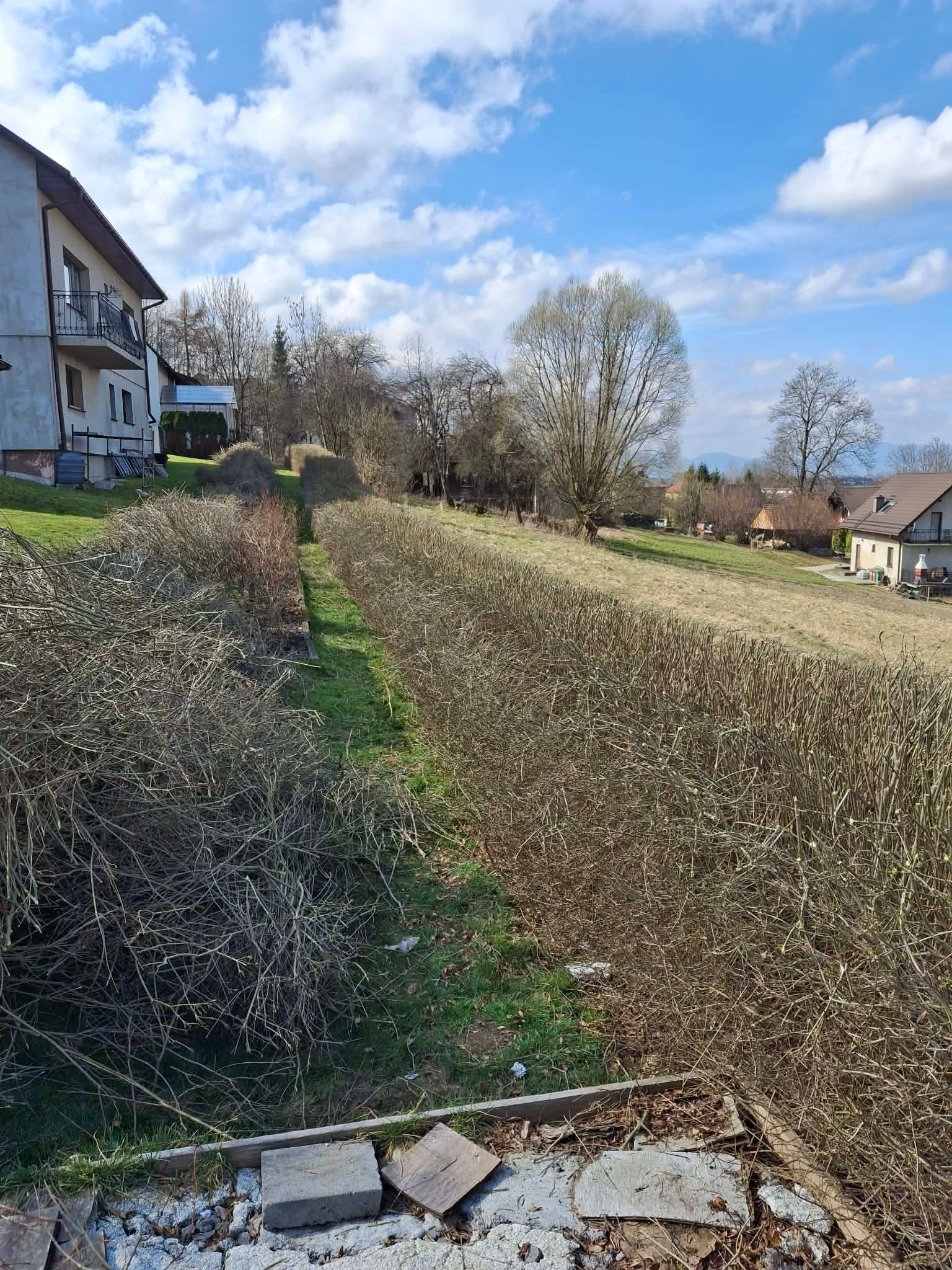 Długi, gęsty żywopłot z brązowych gałęzi na tle zielonej trawy i zabudowań. Widoczne ślady po przycinaniu, błękitne niebo z chmurami w tle.