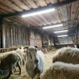 Wnętrze stodoły z drewnianym sufitem oświetlonym przez trzy podłużne lampy LED, gdzie pasą się owce na ściółce ze słomy.