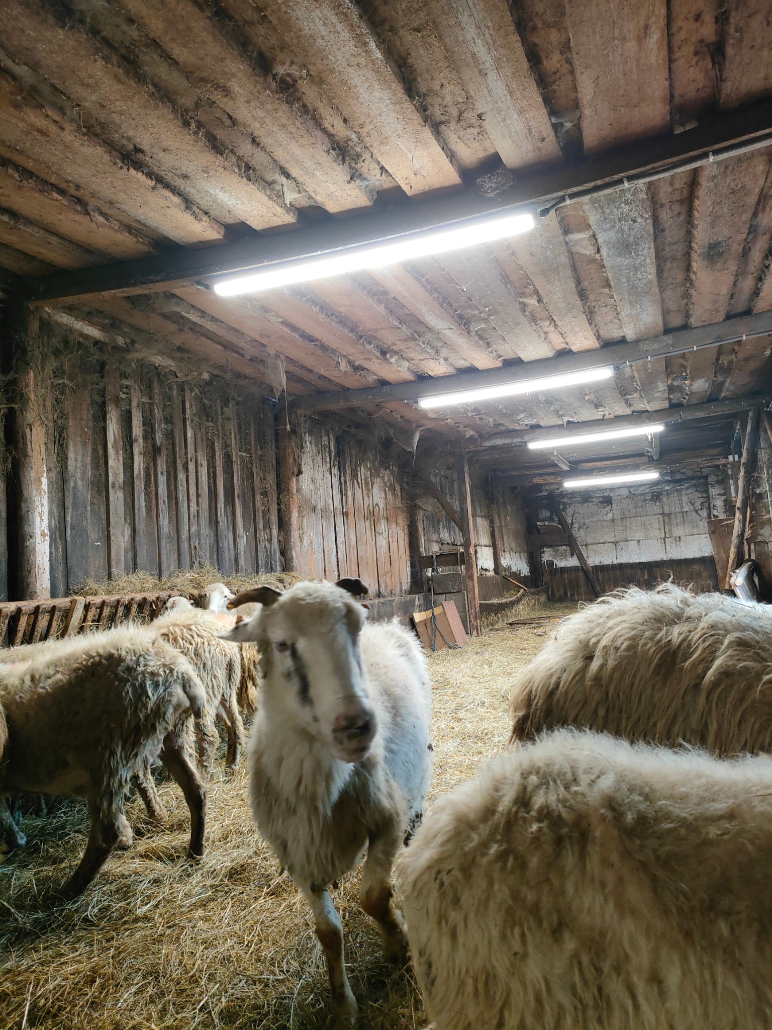 Wnętrze stodoły z drewnianym sufitem oświetlonym przez trzy podłużne lampy LED, gdzie pasą się owce na ściółce ze słomy.