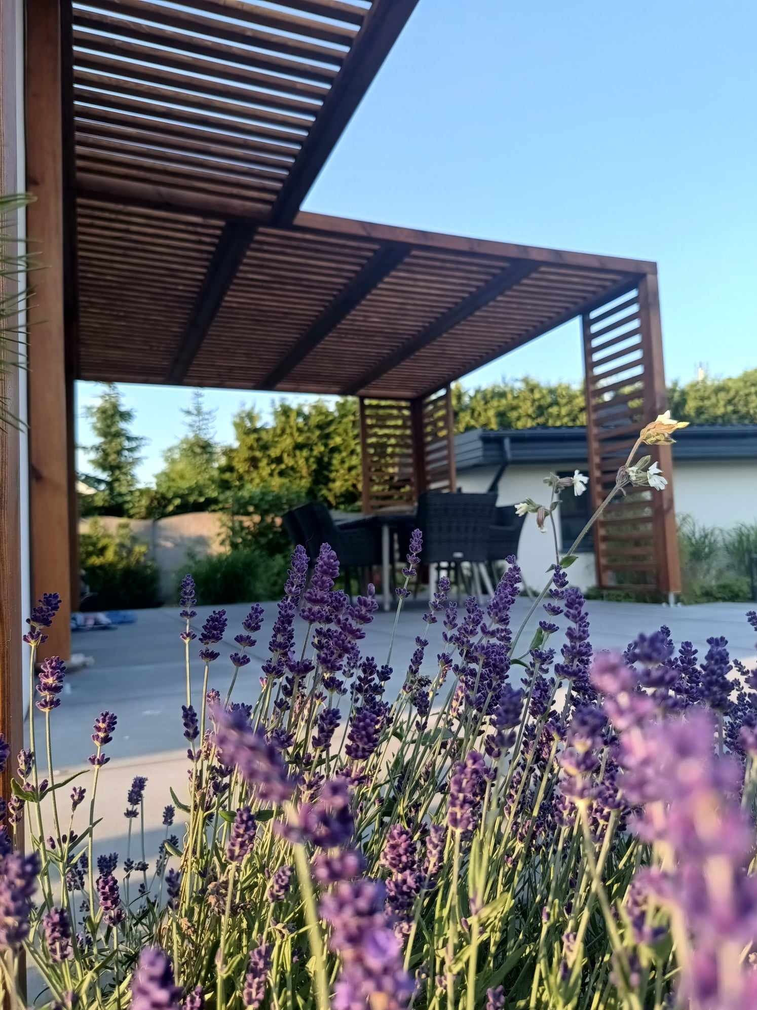 Pergola z drewna na betonowym tarasie, widok przez kwitnącą lawendę w słoneczny dzień.