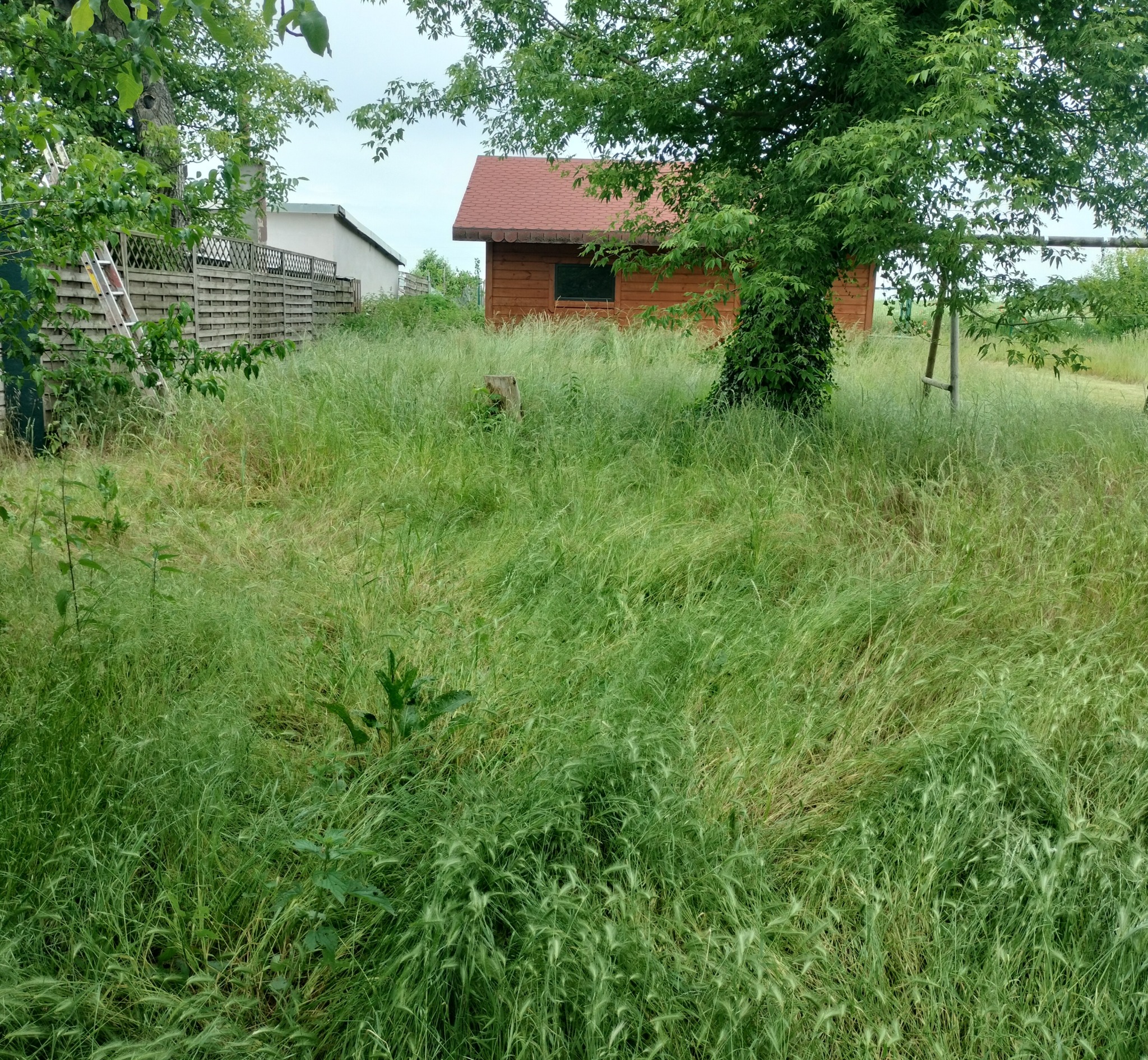 Zarośnięty trawnik przed domem z drewnianą altaną i wysoką trawą. Niezadbany ogród z widoczną drabiną opartą o płot i fragmentem huśtawki.