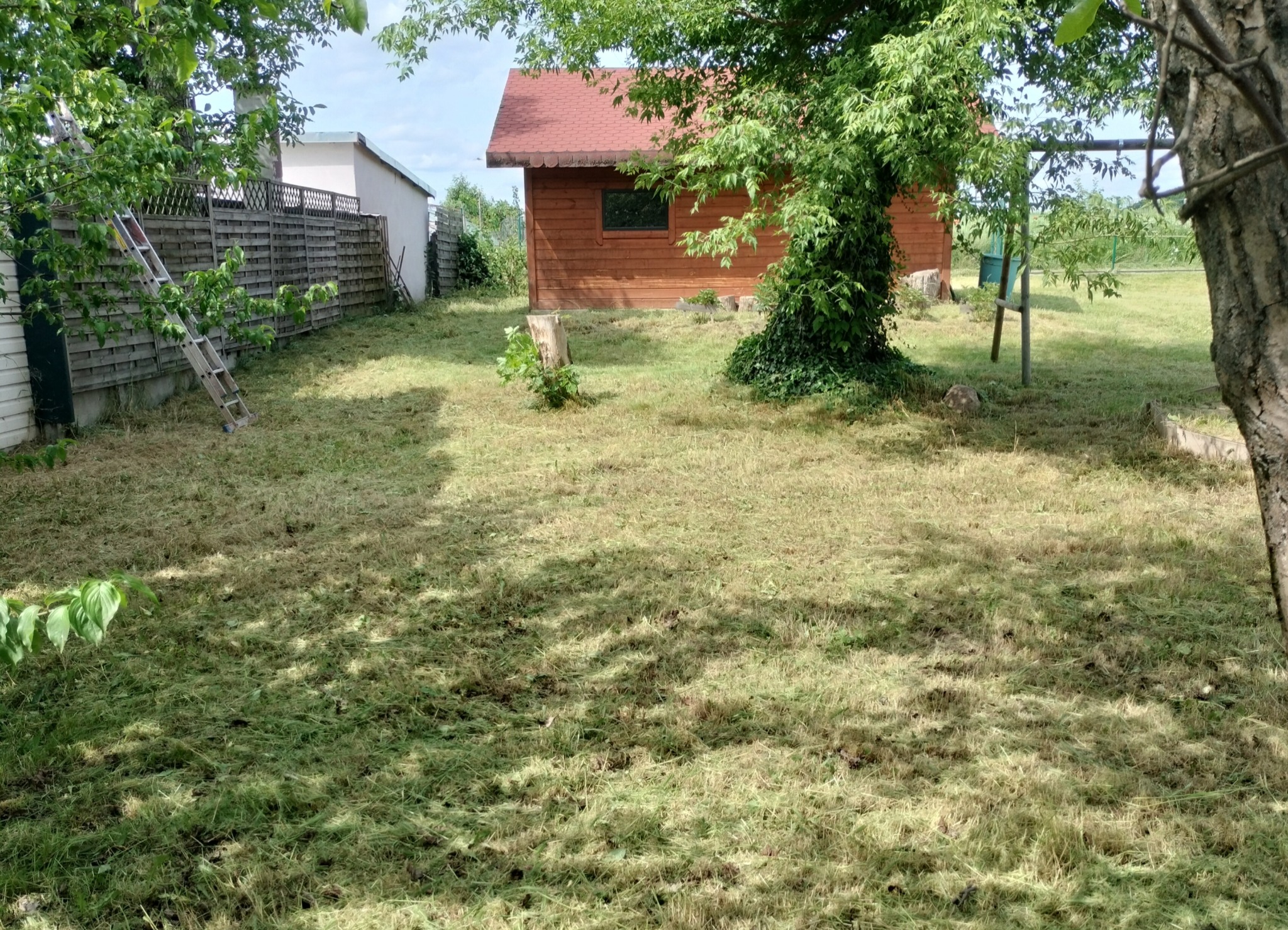 Świeżo skoszona trawa w ogrodzie z drewnianą altaną, drabina oparta o płot. Resztki trawy na trawniku, częściowo zacienione przez drzewa.