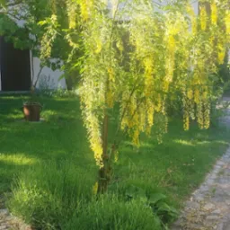 Kwitnący złotokap w ogrodzie w Miliczu, z widoczną kostką brukową i fragmentem budynku w tle.