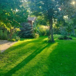 W tym miejscu były chwasty , trawnik był założony 30 lat temu