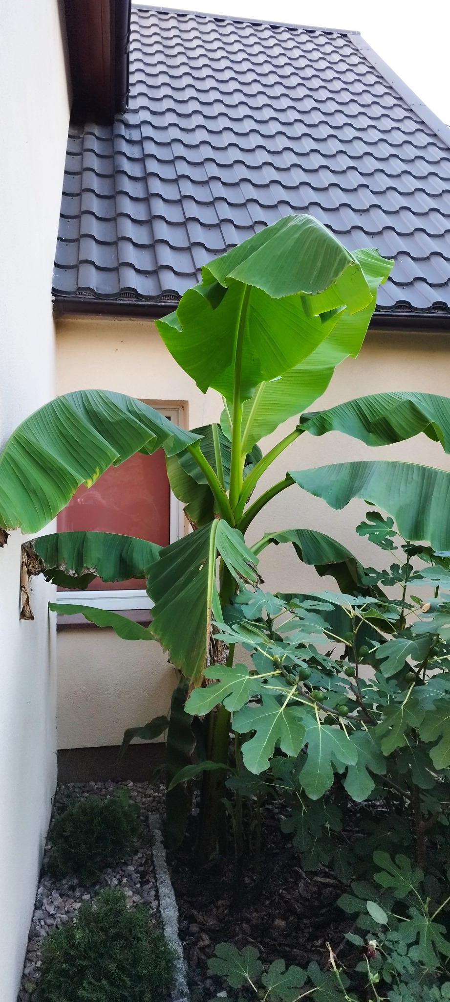 Uwielbiam eksperymentować. Na zdjęciu bananowiec osiągający wysokość om 4 metrów, długość jednego liścia ok 150 cm.