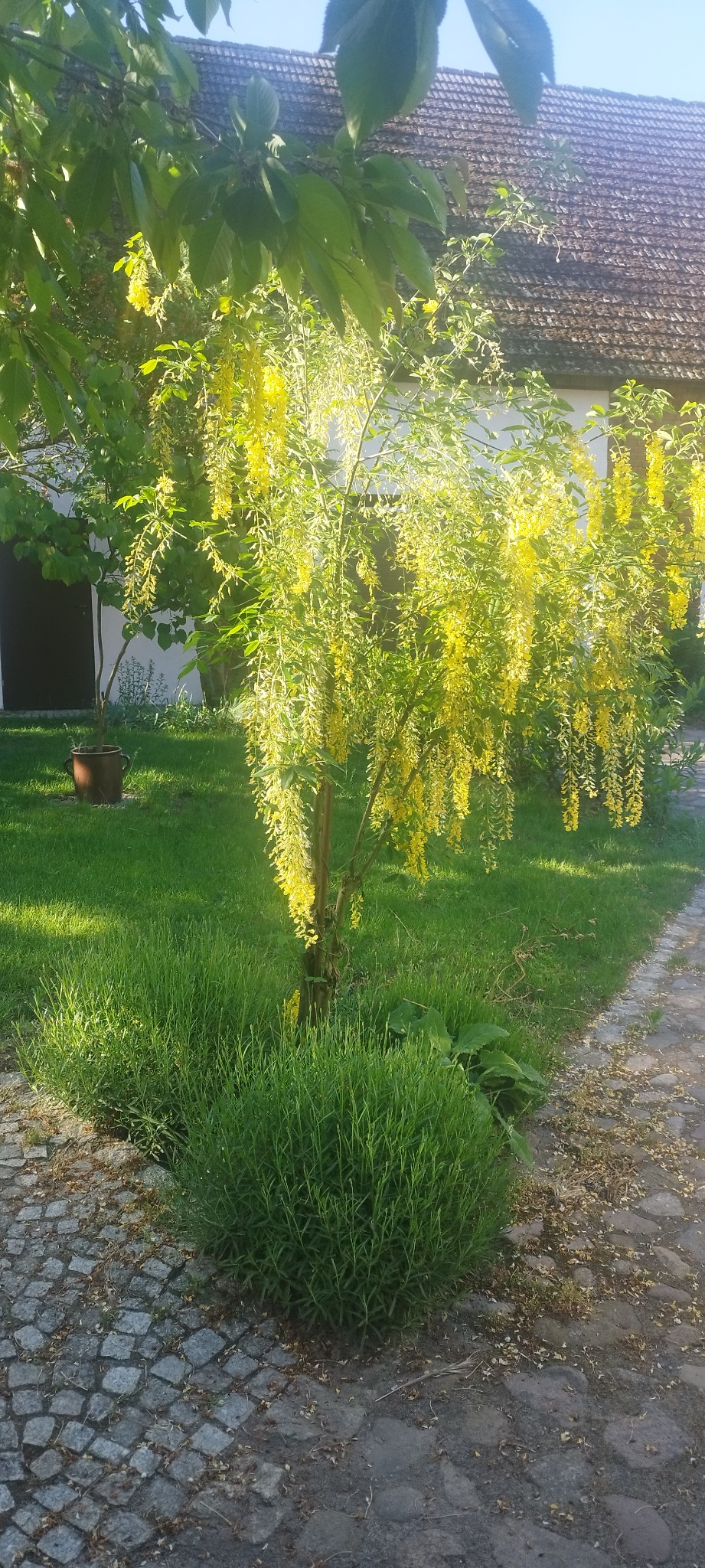 Kwitnący złotokap w ogrodzie w Miliczu, z widoczną kostką brukową i fragmentem budynku w tle.