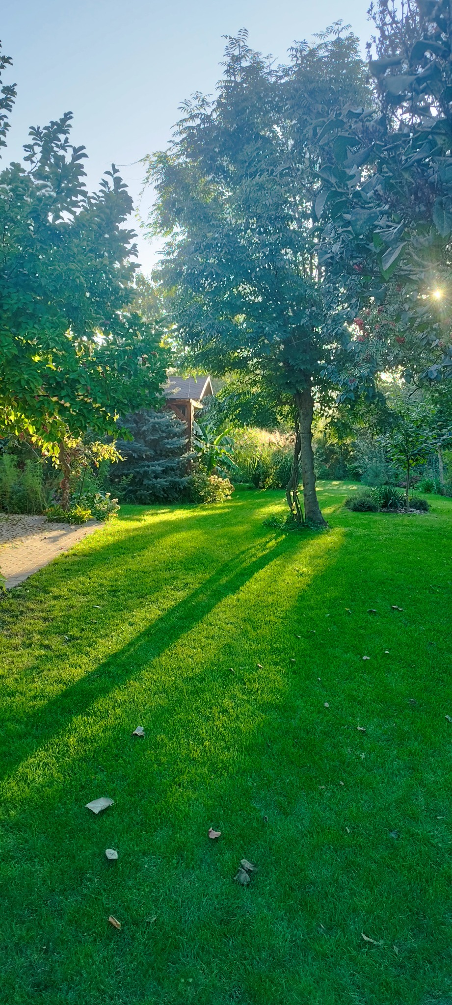 W tym miejscu były chwasty , trawnik był założony 30 lat temu
