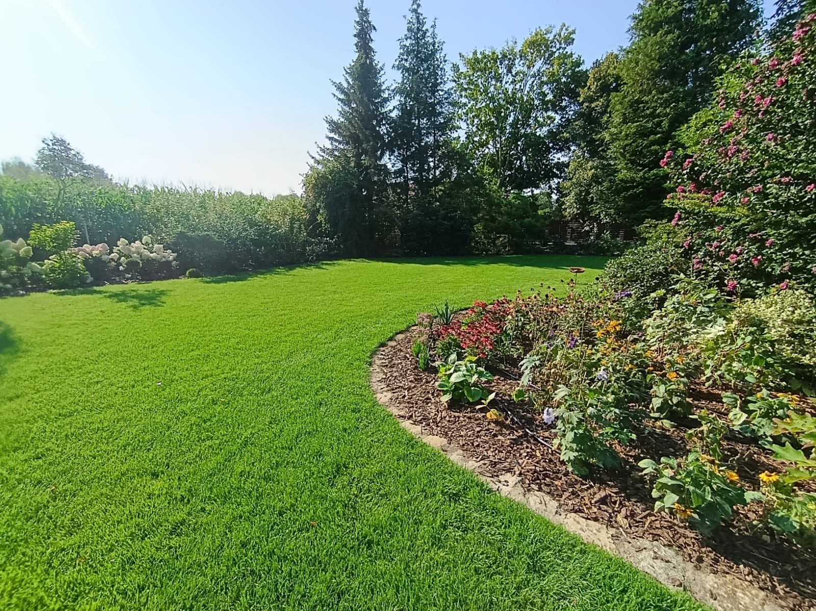 A tak wygląda nowy trawnik