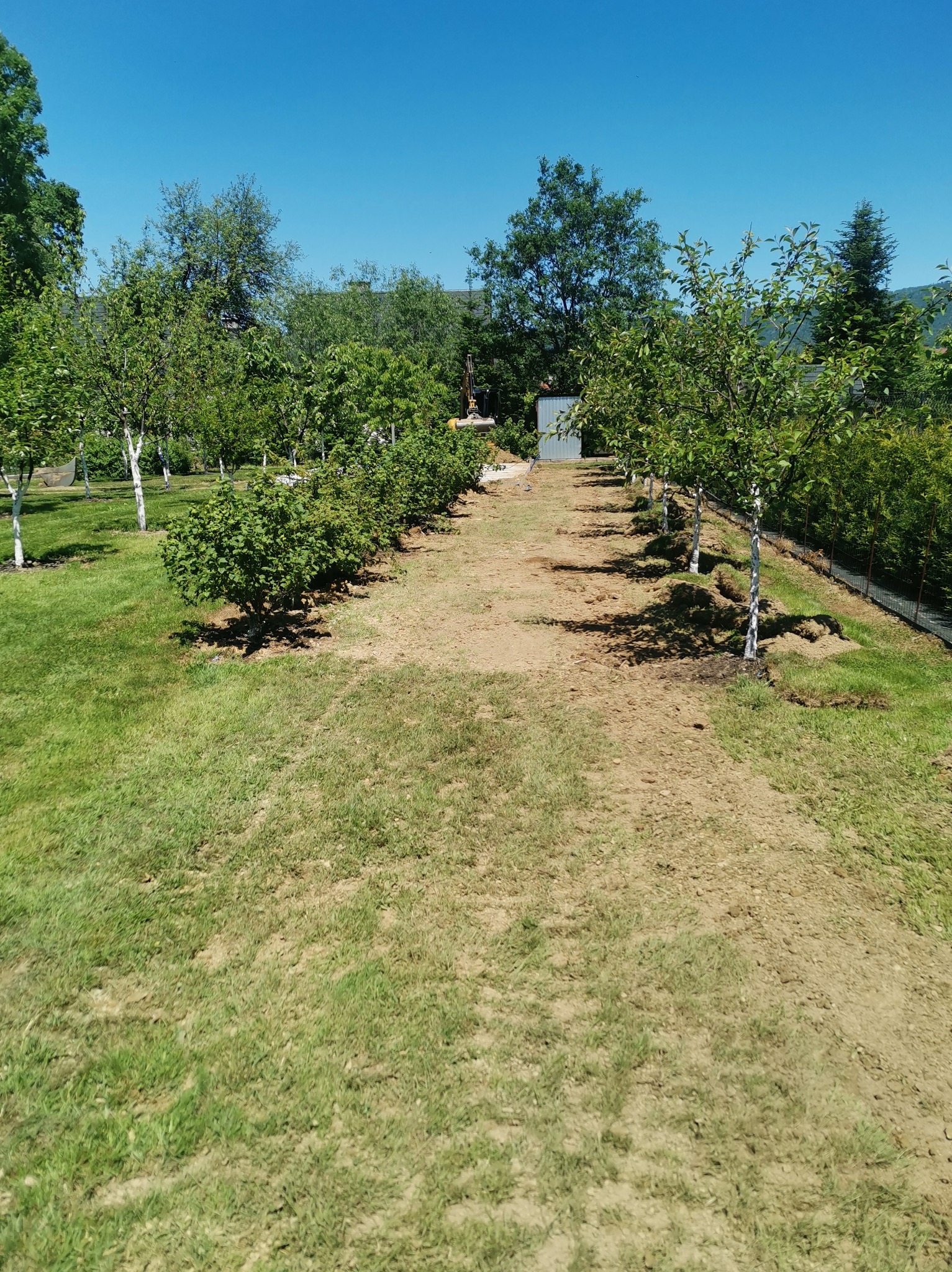 Równy rząd młodych drzewek z bielonymi pniami, posadzonych wzdłuż ścieżki na trawniku w słoneczny dzień.