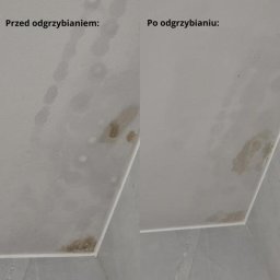 Dezynsekcja i deratyzacja Police 3