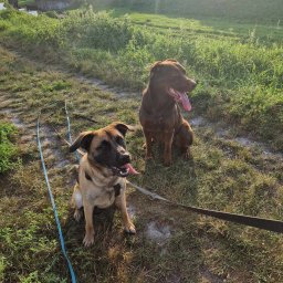 Weterynarz Gdańsk 4