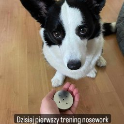 Weterynarz Gdańsk 3