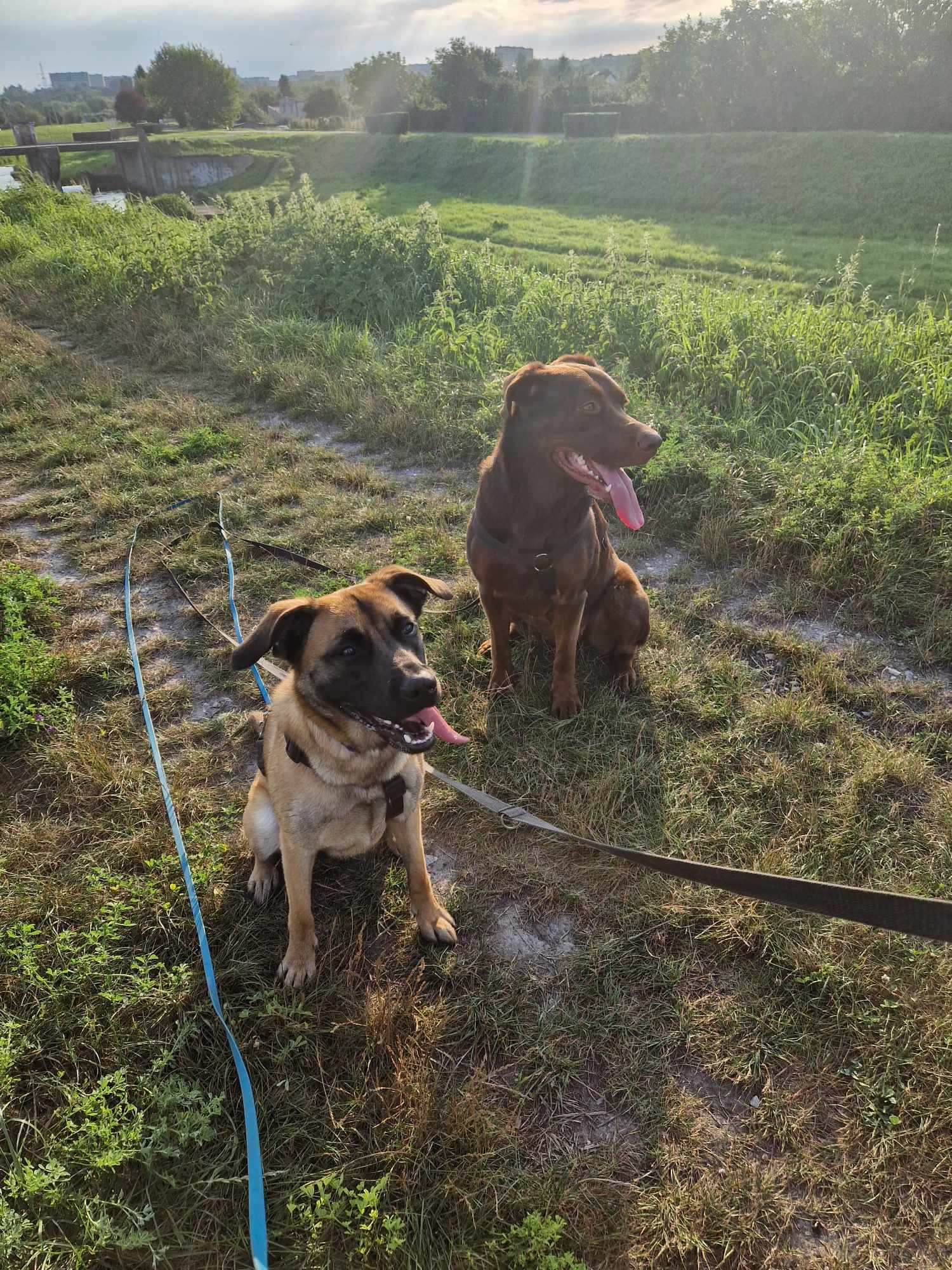 Dwa psy, brązowy i beżowy, siedzą na trawie z wyciągniętymi językami, z widocznymi smyczami, w tle rzeka i zieleń.