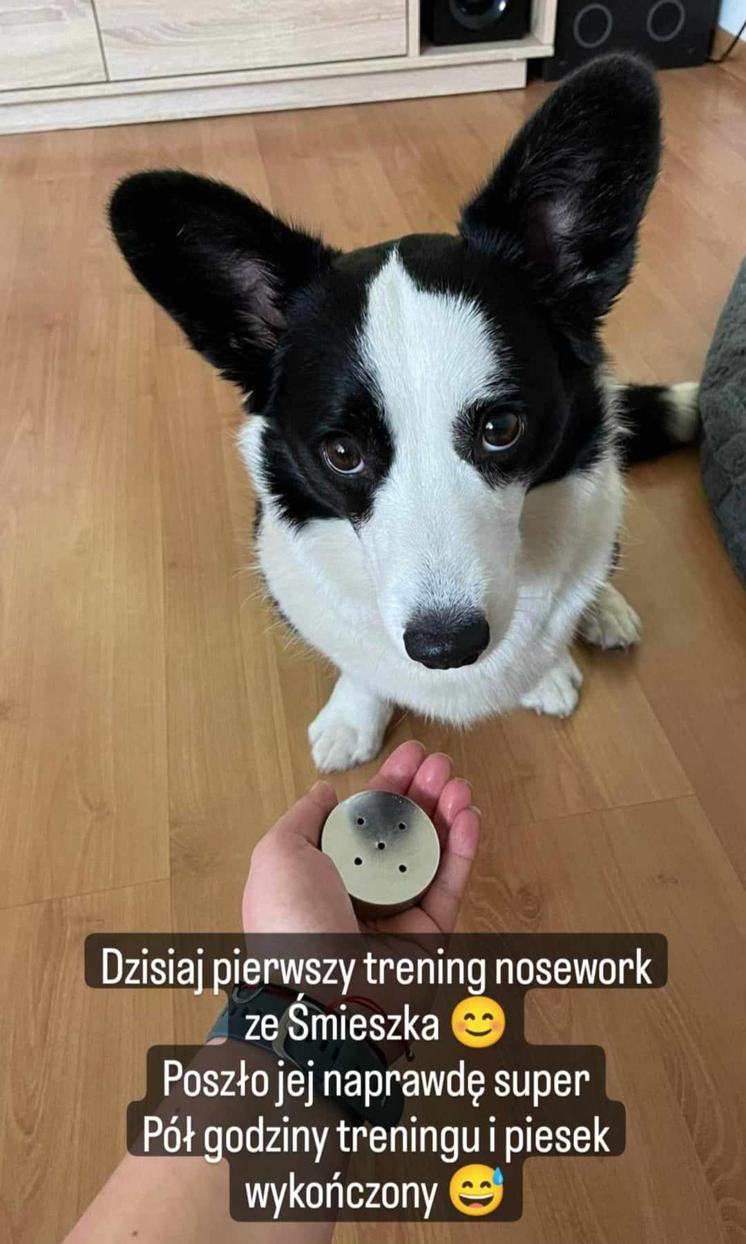 Corgi w czarno-białym umaszczeniu patrzy w dół na dłoń trzymającą metalowy pojemnik z otworami, prawdopodobnie do treningu węchowego.