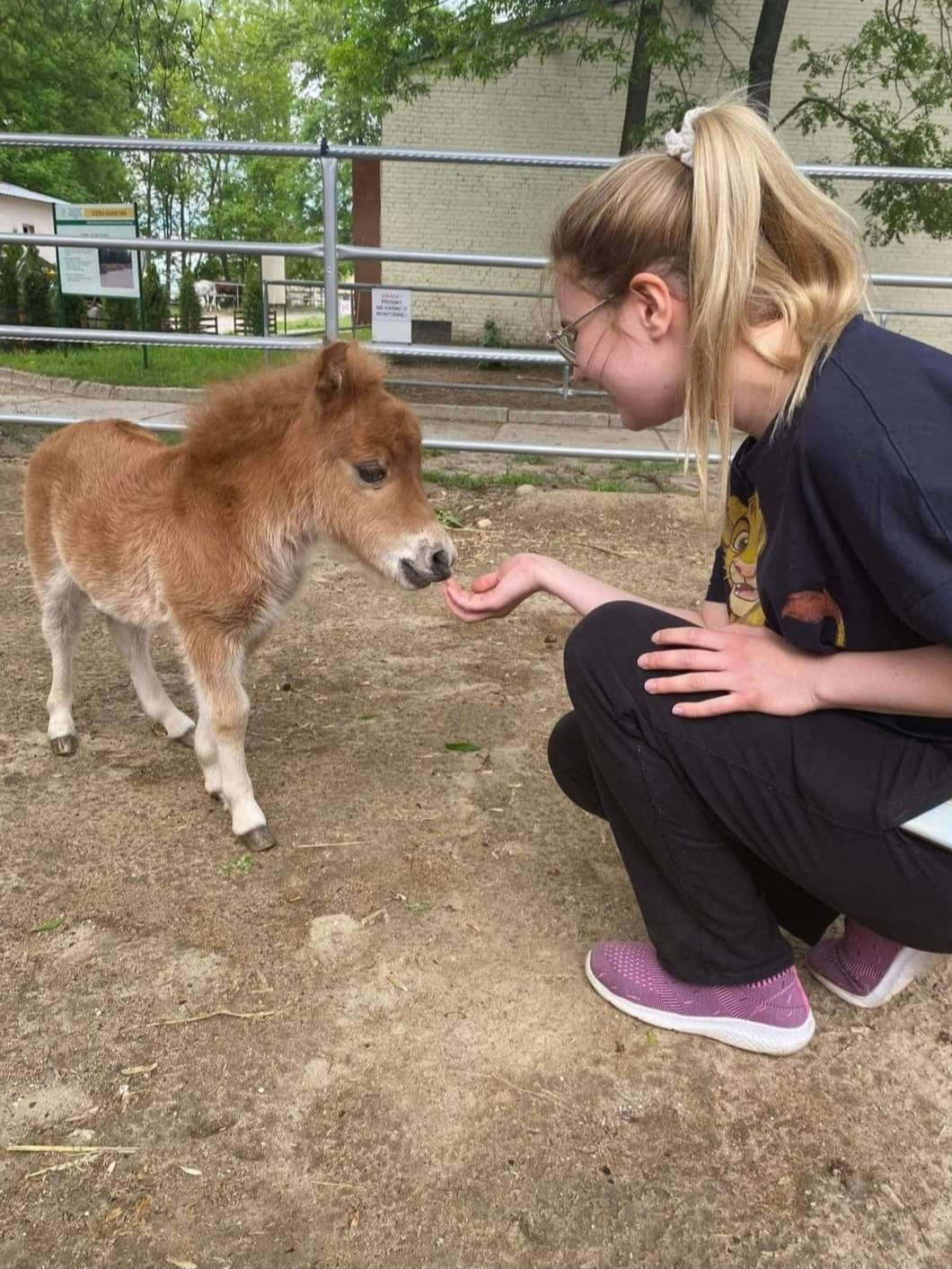 Młoda kobieta w okularach karmi z ręki miniaturowego konika o brązowej sierści na piaszczystym terenie, widoczna metalowa bariera i budynek w tle.