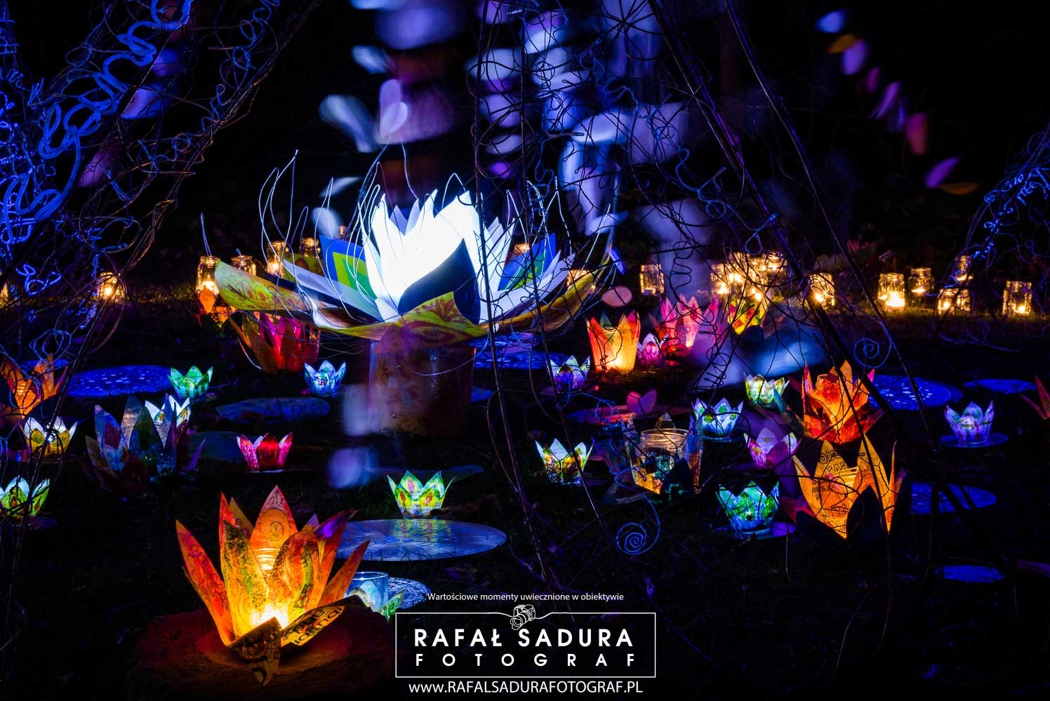 Scena nocna z licznymi, podświetlonymi lampionami w kształcie kwiatów lotosu, rozmieszczonymi na powierzchni przypominającej wodę, z większym lampionem w centrum i subtelnymi refleksami świetlnymi.