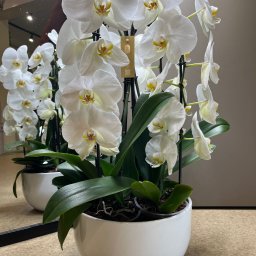 Zakładanie ogrodów Szczecin 4