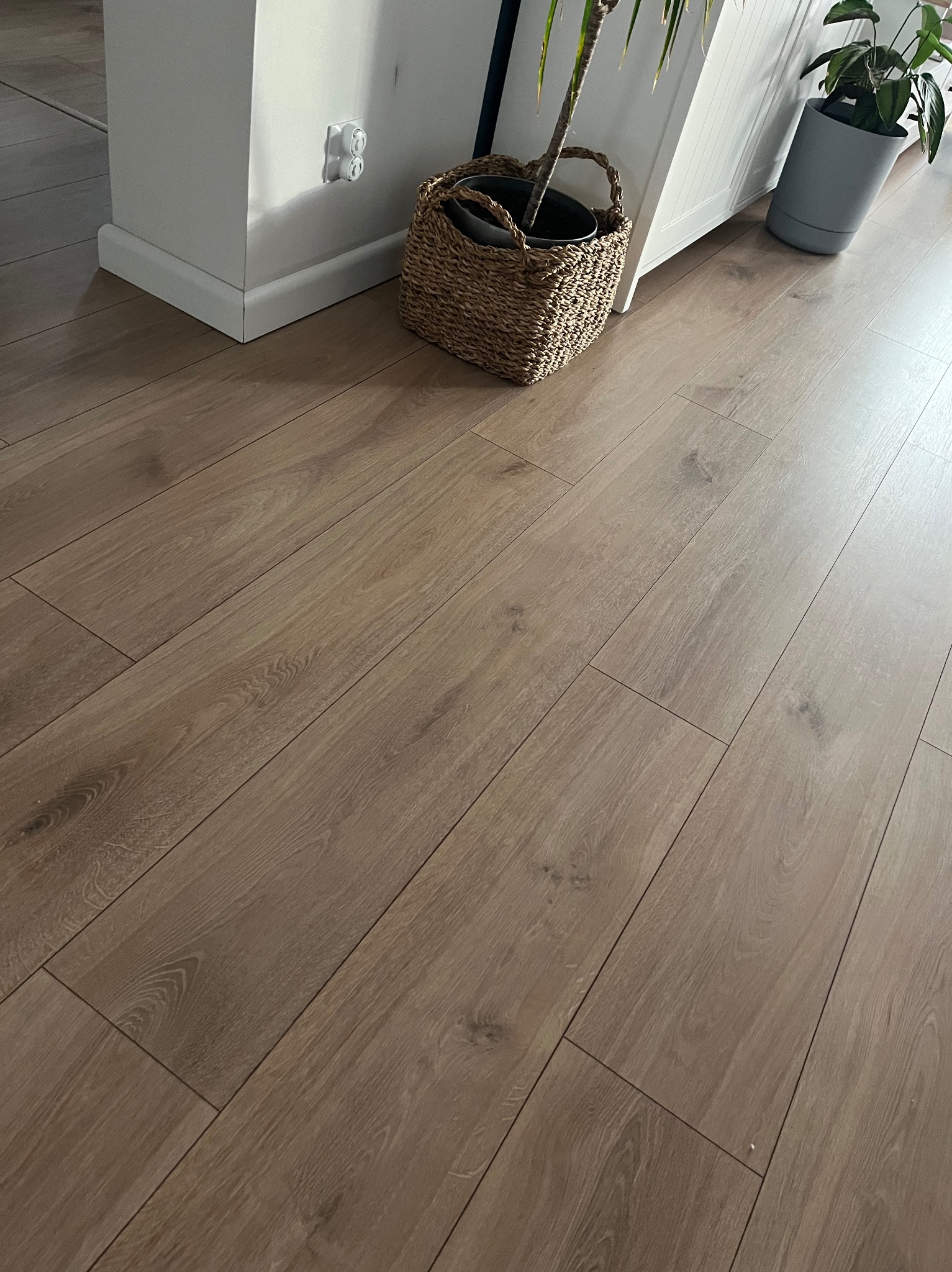 Ukośny widok na jasnobrązową podłogę z paneli laminowanych, z widocznymi łączeniami, przy ścianie z listwą przypodłogową i gniazdkiem elektrycznym, obok wiklinowy kosz z rośliną doniczkową.