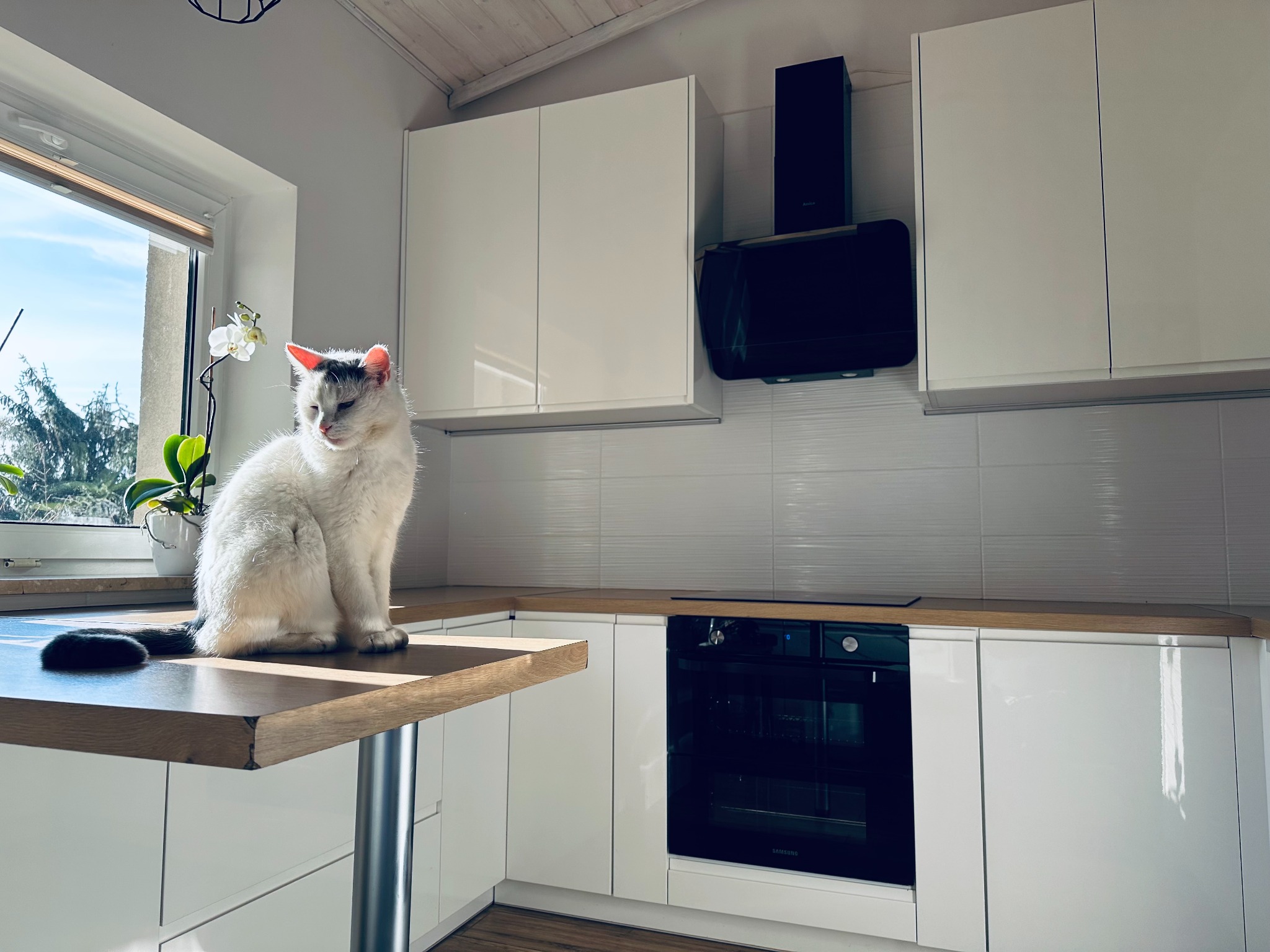 Biała kuchnia z drewnianym blatem, na którym siedzi biały kot. W tle okno z widokiem na zieleń i błękitne niebo. Minimalistyczny design, jasne wnętrze.