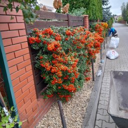 Przycinanie drzew Warszawa 4