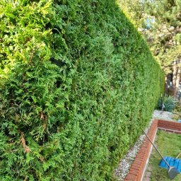 Przycinanie drzew Warszawa 2