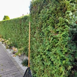 Przycinanie drzew Warszawa 1