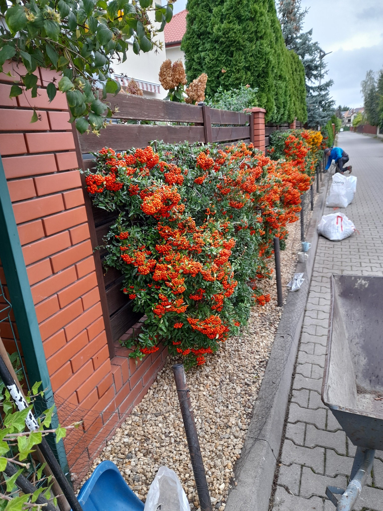Rząd krzewów obsypanych pomarańczowymi owocami, rosnących wzdłuż ceglanego muru i drewnianego płotu. Osoba w oddali zbiera opadłe liście do worków, obok stoi taczka.