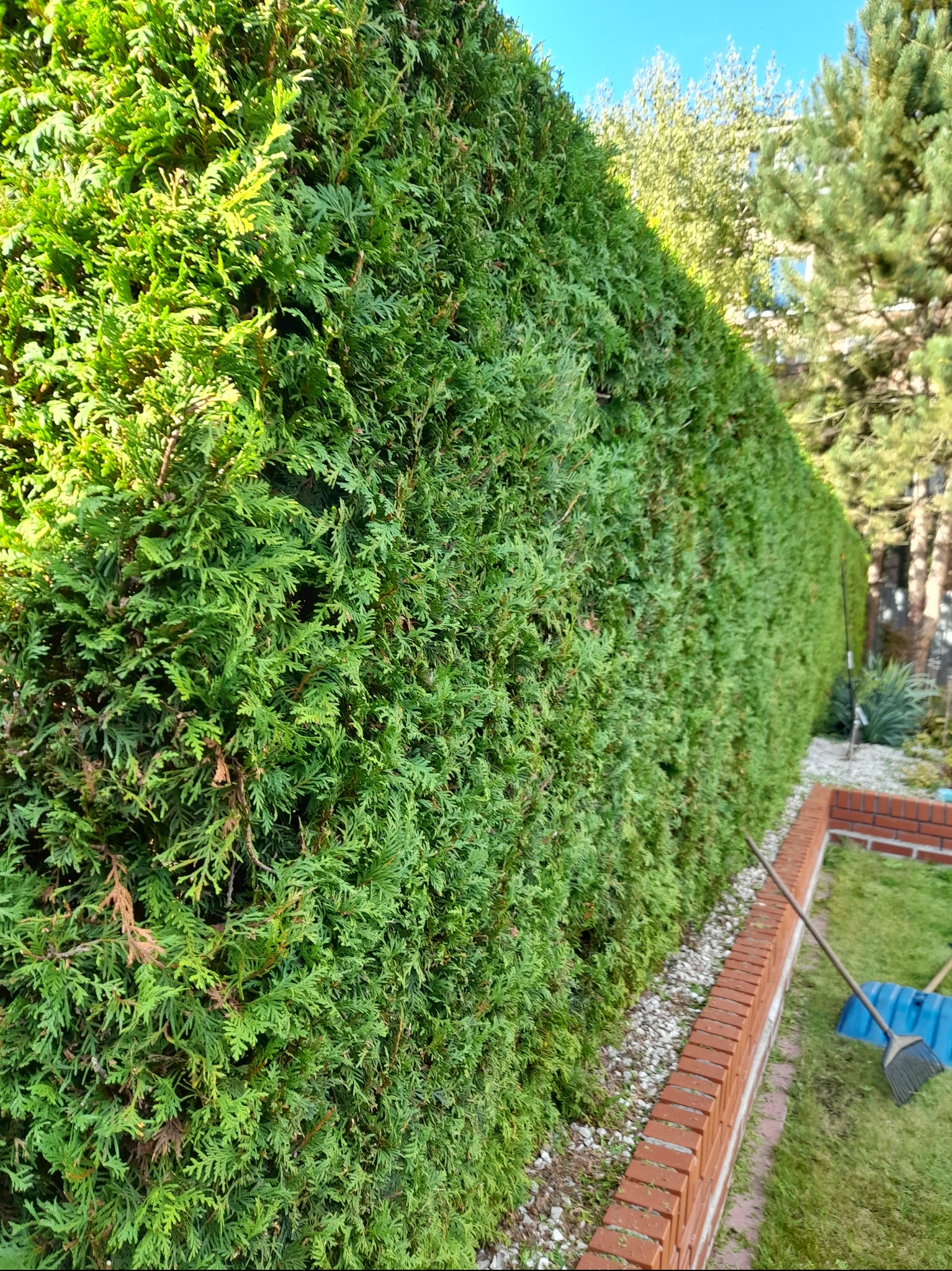 Długi, gęsty żywopłot z tui szmaragd, równo przycięty, oddzielający ogród, widoczny fragment murku z czerwonej cegły i narzędzia ogrodnicze.