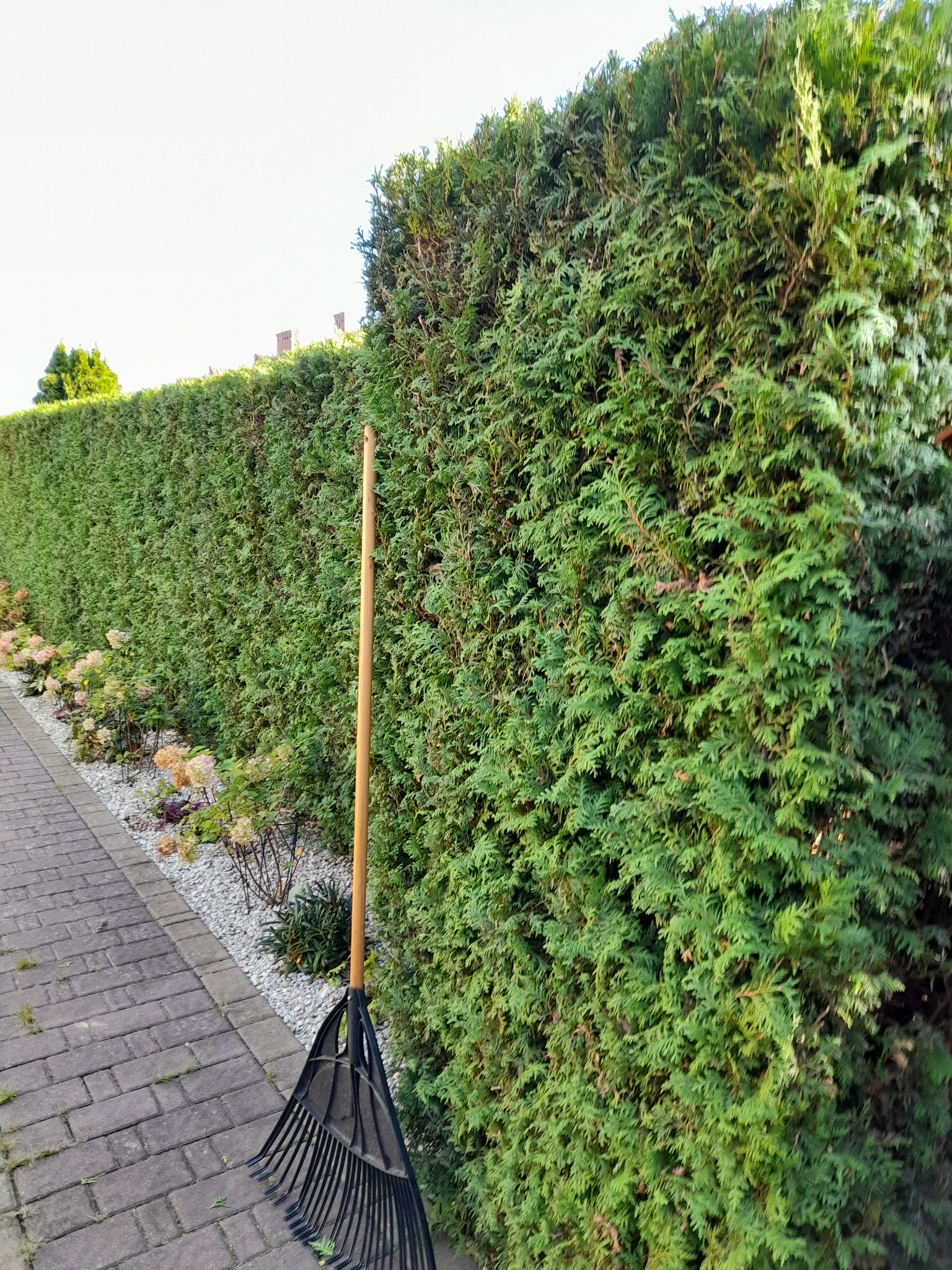 Długi, gęsty żywopłot z tui szmaragd, przycięty na równo, z grabiami liściowymi opartymi o bok, obok ścieżka z kostki brukowej i rabata z białym kamieniem i kwitnącymi hortensjami.