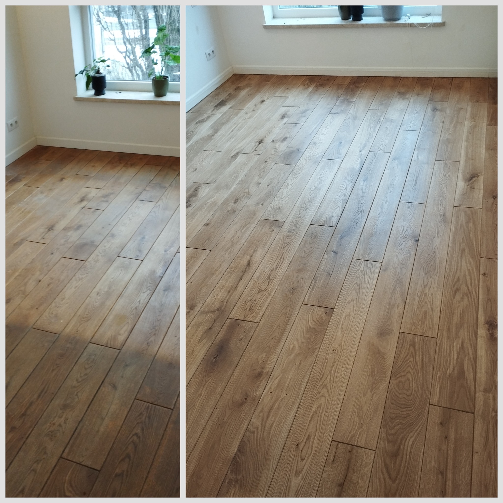 Dębowe deski (przed i po cyklinowaniu). Twardy wosk Saicos w aspekcie mat, konieczna była renowacja faz.