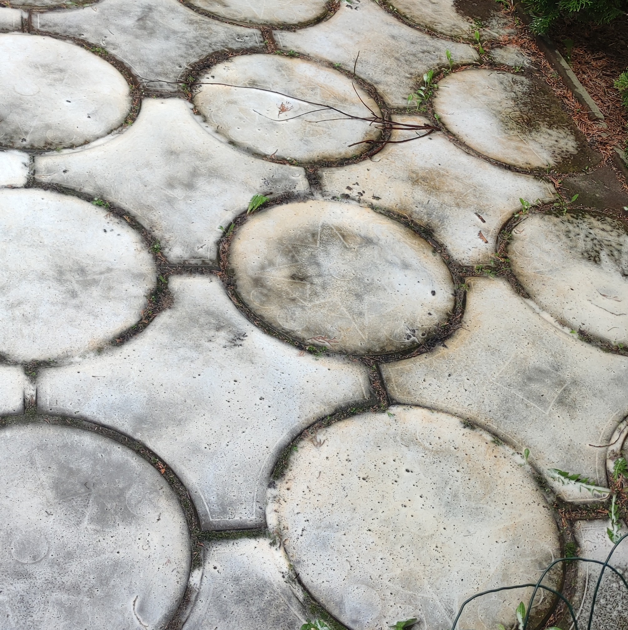 Szara kostka brukowa ułożona w owalne kształty, z widocznymi zabrudzeniami w fugach i porastającym mchem.