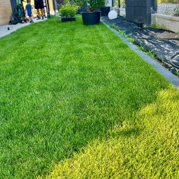 SZEF OGRODU - Soczysta, równo przystrzyżona trawa na posesji, z widocznymi elementami systemu nawadniania i roślinami w donicach. W tle fragment domu i bawiące się dzieci.