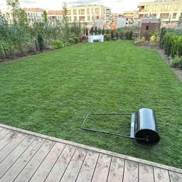 SZEF OGRODU - Świeżo ułożona trawa z rolki w ogrodzie, wyrównana walcem. Widoczne narzędzia ogrodnicze i zadbane rabaty z krzewami. W tle zabudowa miejska.