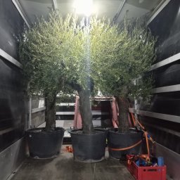 Transport busem Radzyń Podlaski 3