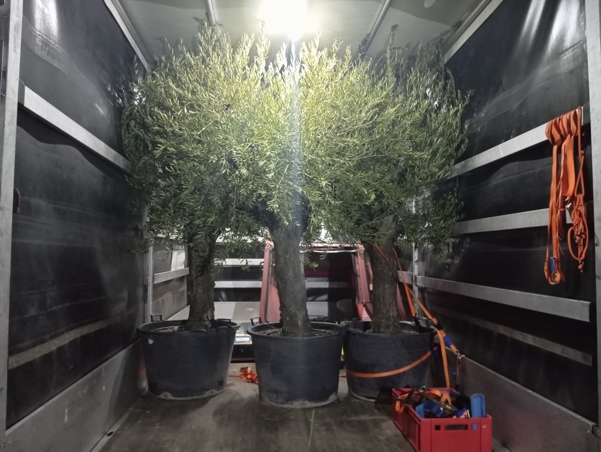 Trzy drzewka oliwne w dużych donicach, zabezpieczone pasami transportowymi wewnątrz przestrzeni ładunkowej pojazdu.