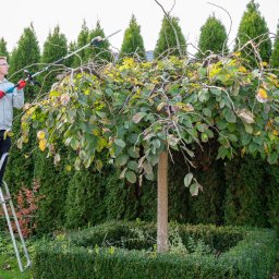 Ogrody Toki Tomasz Słaby - Przycinanie drzewka, usuwanie starych gałęzi