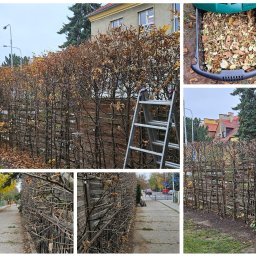 Ogrody Toki Tomasz Słaby - Staranne Prace Ogrodnicze Oleśnica