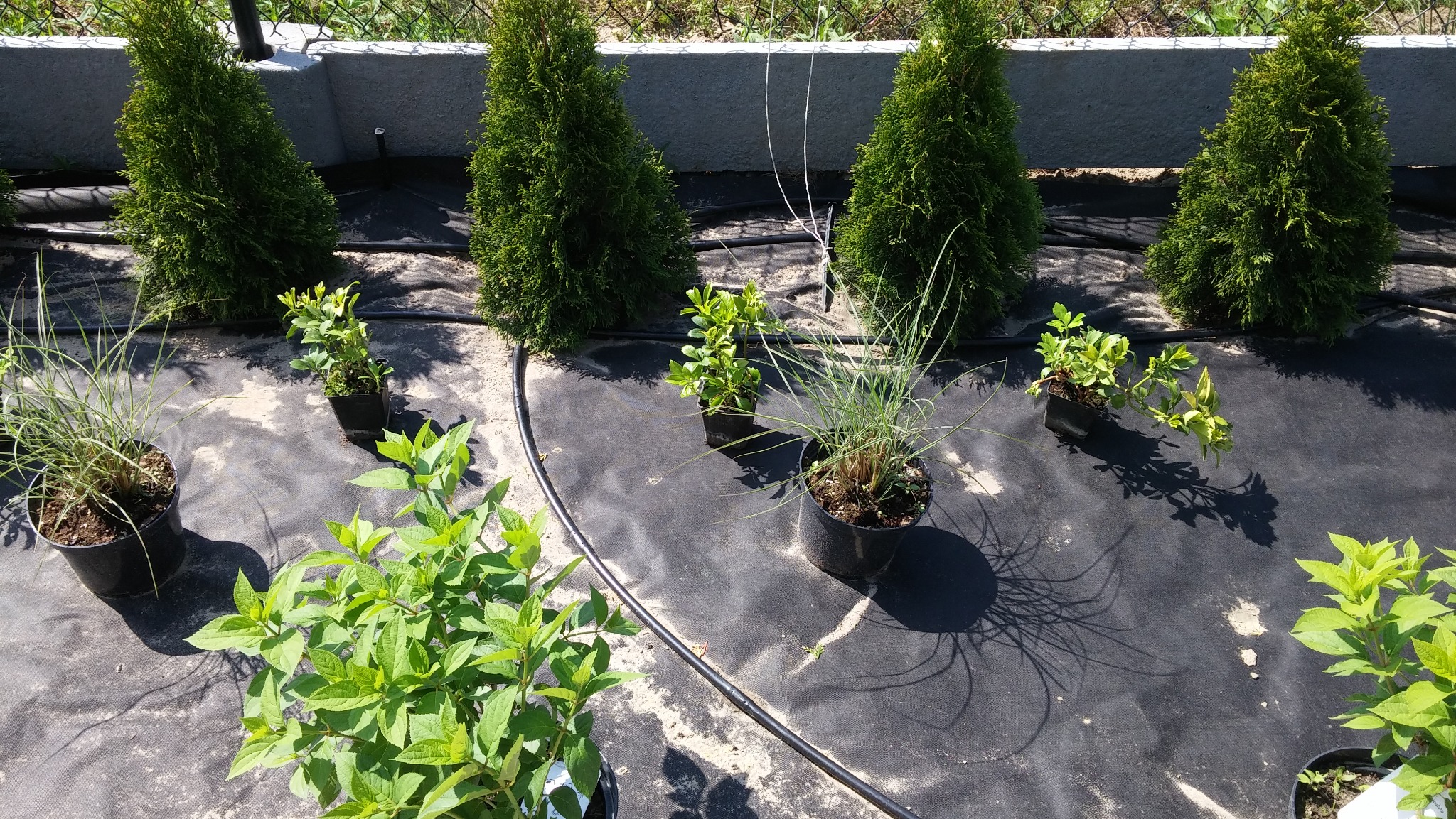 Sadzonki drzew iglastych i krzewów ozdobnych w doniczkach, rozłożone na czarnej agrowłókninie, z widocznym systemem nawadniania.