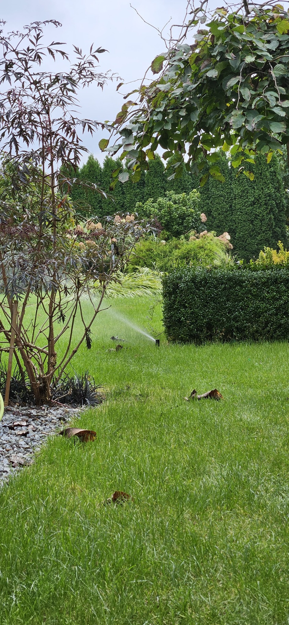 Automatyczny system nawadniania trawnika w ogrodzie z ozdobnymi krzewami i tujami w tle, zraszacz w akcji.