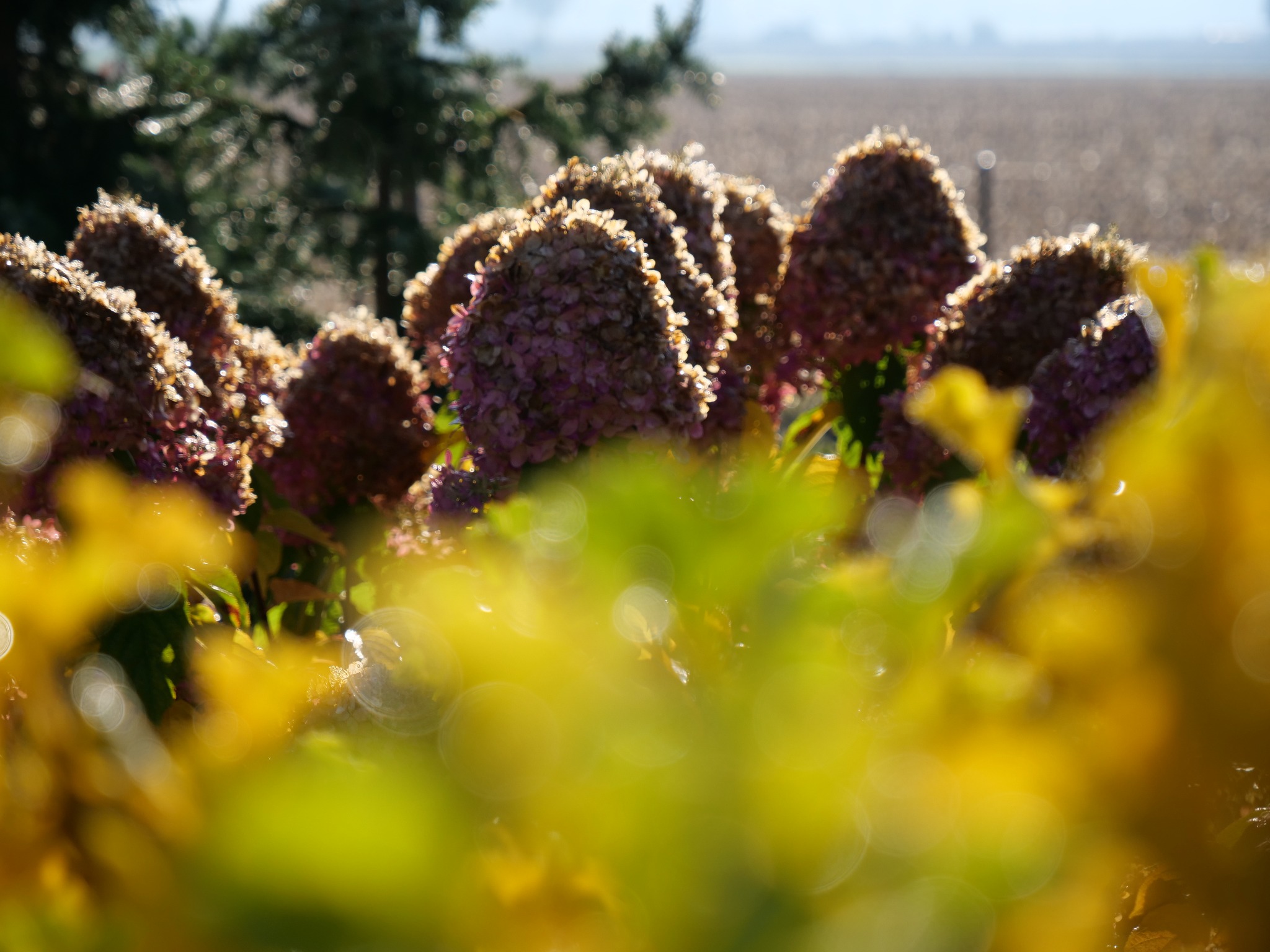 Kępa kwitnących hortensji bukietowych w porannym słońcu, z rozmytym tłem pola i drzew iglastych.