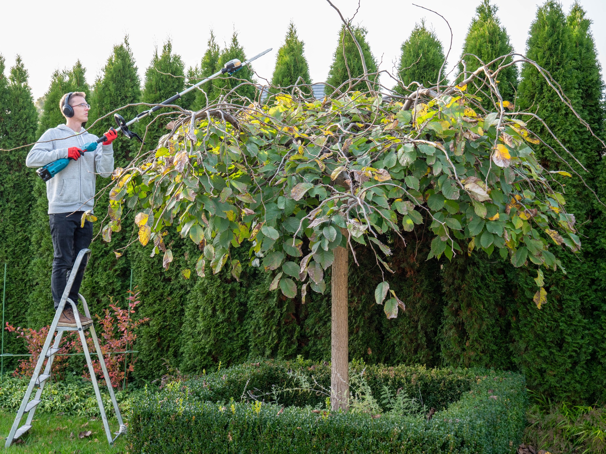 Przycinanie drzewka, usuwanie starych gałęzi