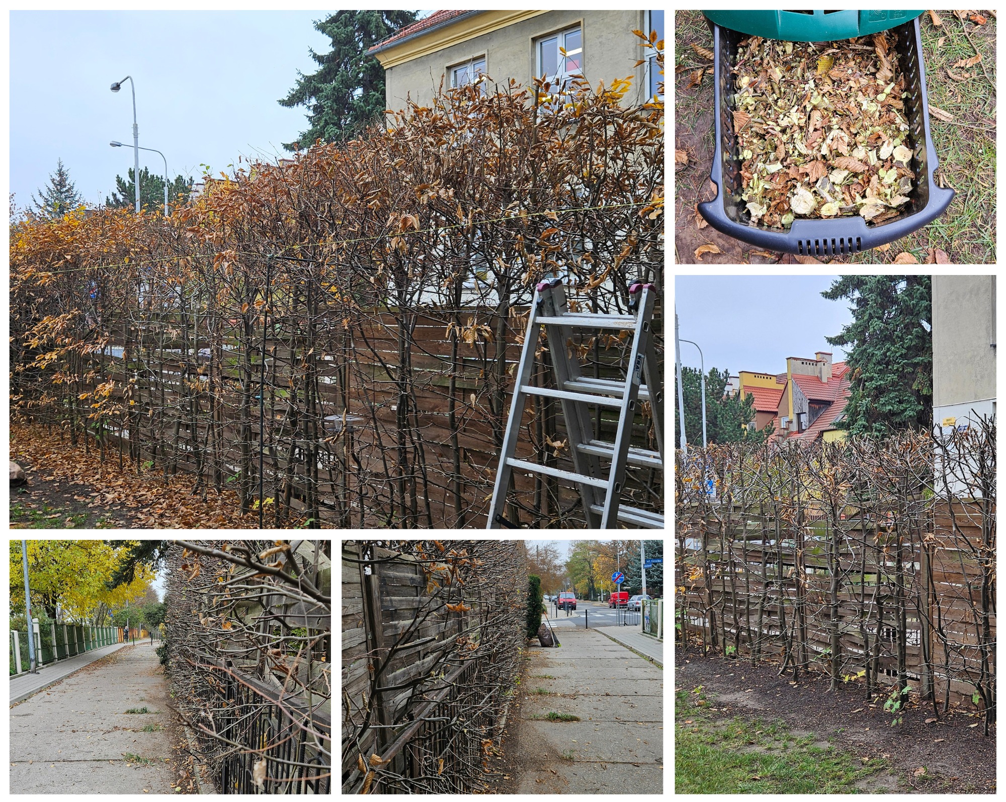 Formowanie żywopłotu z grabów