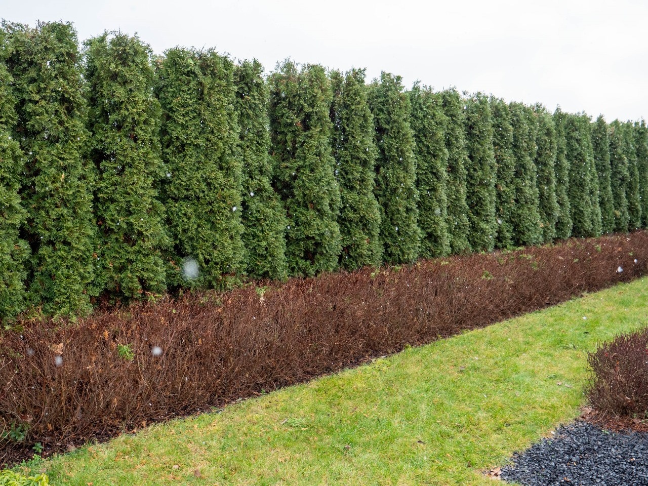Przycięty żywopłot z tuji