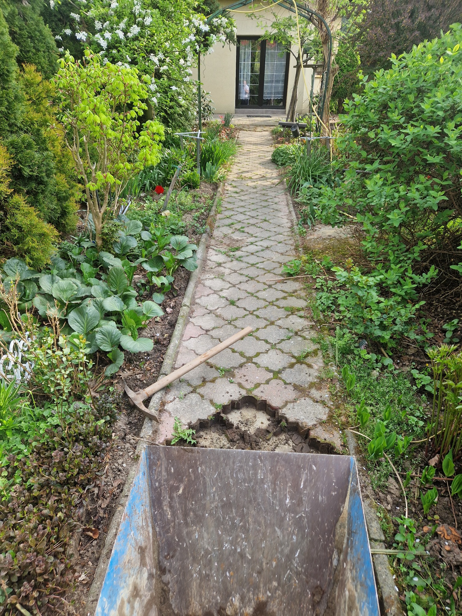 Wykopany fragment ścieżki z kostki, obok leży kilof, a na pierwszym planie widoczny wózek wypełniony ziemią. Prace ziemne w ogrodzie.