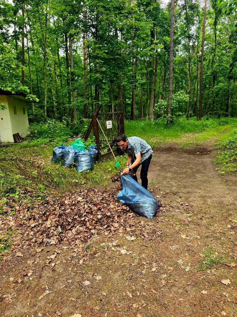 Mężczyzna w lesie grabi liście do niebieskiego worka, obok leżą pełne worki. W tle zielony las i mały budynek. Praca w ogrodzie.