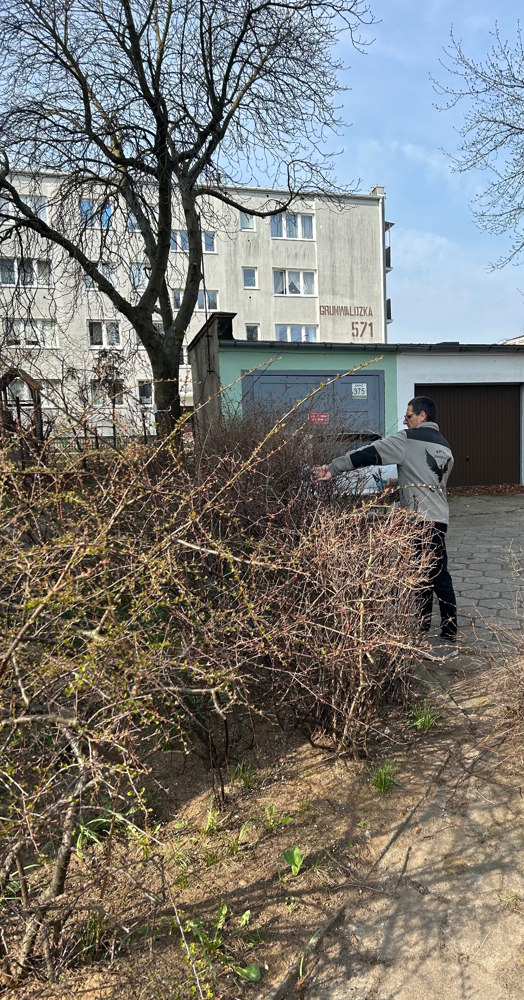 Mężczyzna w okularach przycina krzew ozdobny sekatorem na tle bloku z adresem. Usługa pielęgnacji zieleni miejskiej w słoneczny dzień.