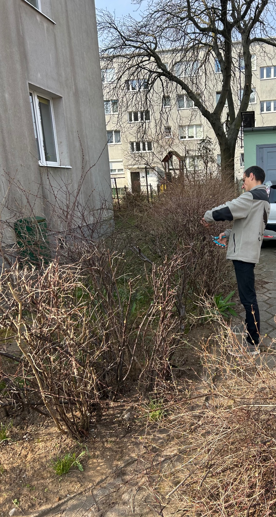 Mężczyzna w jasnej kurtce przycina krzewy sekatorem na tle bloku mieszkalnego i zielonego śmietnika. Słoneczny dzień, widoczne gołe gałęzie drzew.