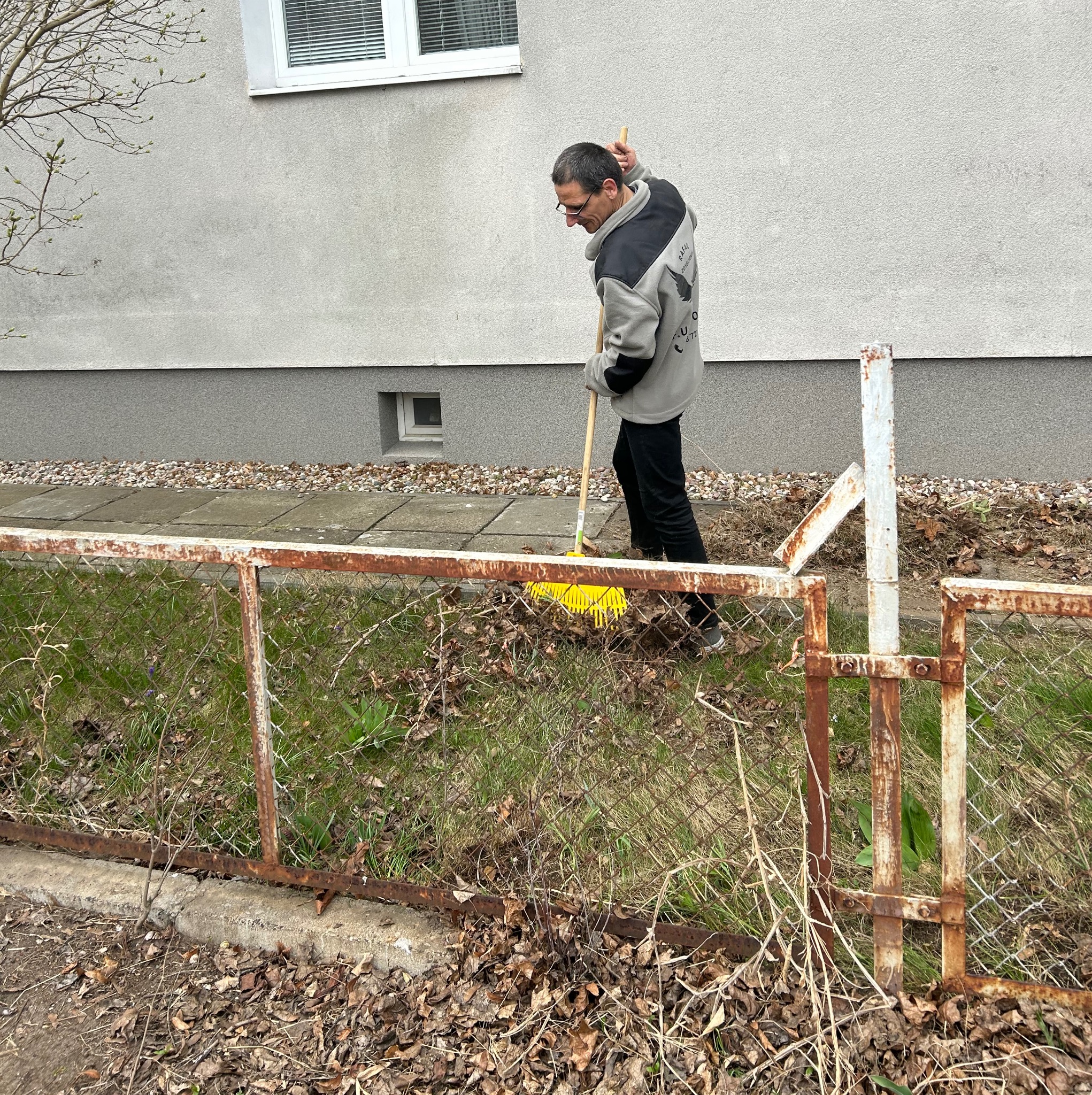 Mężczyzna w szarej bluzie grabi żółtymi grabiami liście na trawniku przed budynkiem. Widoczny fragment zardzewiałego ogrodzenia.