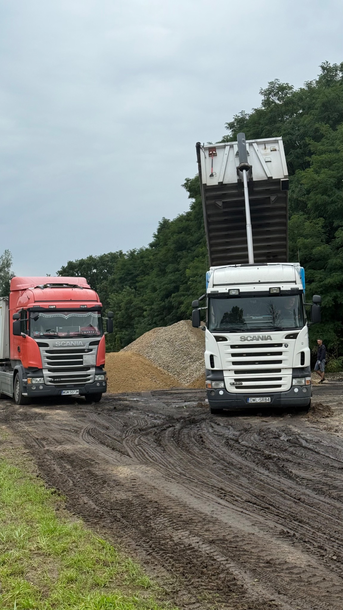 Dwa samochody ciężarowe Scania: czerwony i biały, stoją na błotnistym terenie, a biały wyładowuje żwir. W tle widoczny las.