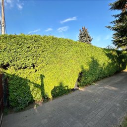 Wycinka drzew Zgierz 4